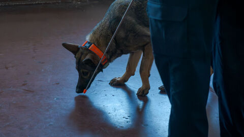 Ein Diensthund beim Schnüffeln