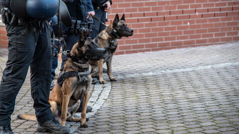 Diensthunde mit Diensthundführer