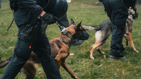 Diensthunde bei der Übung 