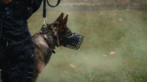 Diensthund an der Leine mit Maulkorb 