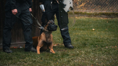 Diensthund mit Maulkorb an Leine 