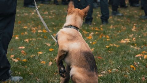Diensthund an Leine von hinten 