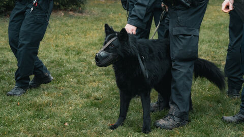 Diensthund mit Maulkorb an Leine 
