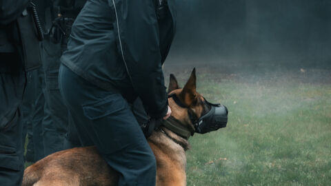 Diensthund und Diensthundeführer/in 